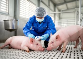 Taiwan PRRSV-2 Strains Show Divergent Fever Patterns but Similar Disease Severity in Pigs