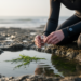 Bacterial Morphogen Thallusin Detected for the First Time in Coastal Seawater