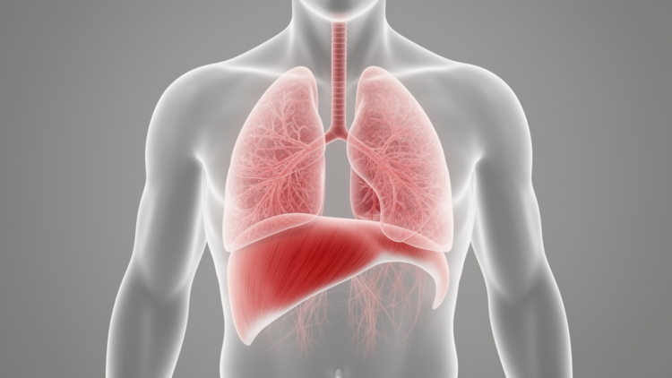 Mild COVID-19 May Leave the Diaphragm Weakened in Long COVID Patients