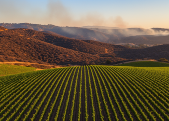 Vineyards Showed Less Burn Severity in the 2019 Kincade Fire, But No Firebreak Effect