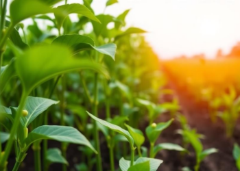 CRISPR Multiplex Editing Emerges as a Master Key for Stress-Resilient Crops
