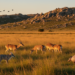 Forty mammal species revealed in last refuges of Argentina’s Tandilia grasslands
