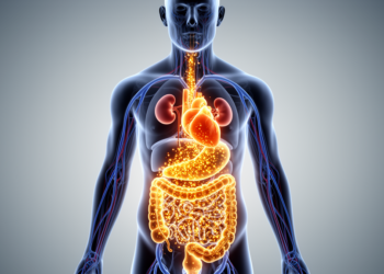 Gut and Blood Metabolites Move Together in Cardiovascular-Kidney-Metabolic Syndrome, Small Study Finds