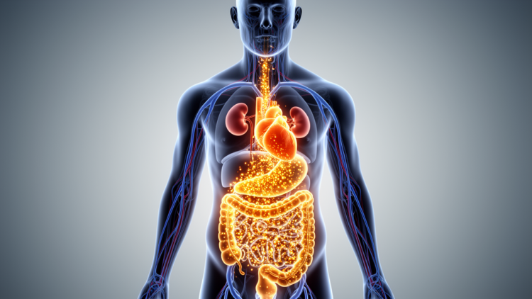 Gut and Blood Metabolites Move Together in Cardiovascular-Kidney-Metabolic Syndrome, Small Study Finds
