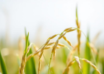 Molecular Switch Team Discovered That Decides When Rice Seeds Wake Up