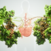 Plant Triterpenoids Show Promise Against Obesity, But Human Evidence Remains Thin
