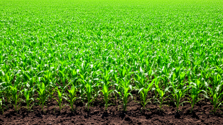 Sequential Herbicide Application Boost Yield and Economics in Spring Maize Cultivation