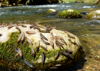 Mayfly Diversity Mapping Reveals Environmental Controls in Morocco’s Draa River Basin