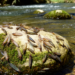 Mayfly Diversity Mapping Reveals Environmental Controls in Morocco’s Draa River Basin