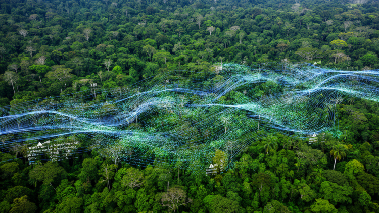 Radar Time Series Standardized to Track Congo Forest Loss in Weeks, Not Months