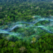 Radar Time Series Standardized to Track Congo Forest Loss in Weeks, Not Months