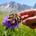 Wild Bee Diversity Survey in Southern French Alps Reveals Critical Conservation Gaps