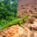 Lizard Diet Stability Across Elevations in Mexico Challenges Niche Variation Theory