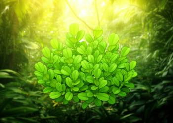 Caribbean Pygmy Jumping Leaves Get a Taxonomic Overhaul, With One New Species