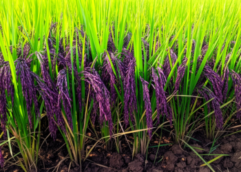 New High-Yield Black Scented Rice Variety Developed Using Advanced Breeding Methods in Northeast India