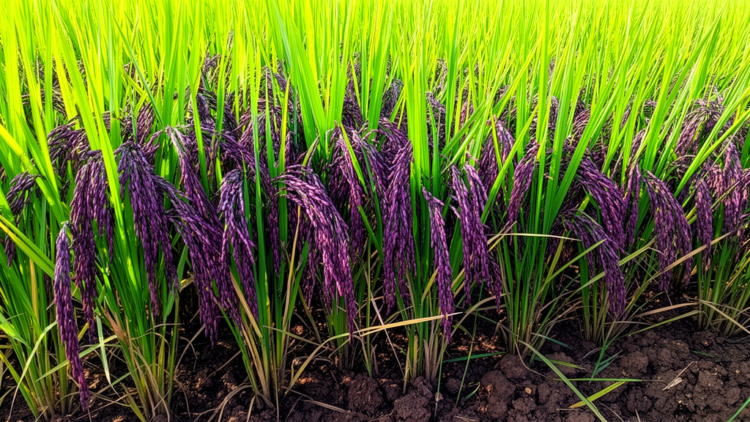 New High-Yield Black Scented Rice Variety Developed Using Advanced Breeding Methods in Northeast India