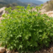 New Record of Rhizomatophora aegopodioides Discovered in Southern Italy