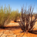 Physiological Strategies Explain Mortality Differences in Australian Desert Plants Following Extreme Drought