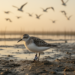 Global tracking study reveals how delays ripple through bird migration schedules