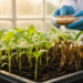 Seed priming may prime plants for future stress through memory and metabolic reprogramming