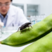 Acetamiprid Resistance in Cowpea Aphid Carries Measurable Fitness Costs, Study Finds