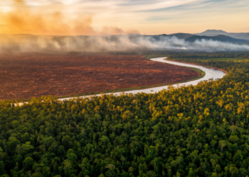 Borneo’s Forest Frontier Faces a $74 Billion Carbon Bill by 2050