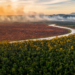 Borneo’s Forest Frontier Faces a $74 Billion Carbon Bill by 2050