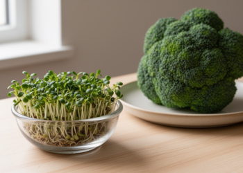 Broccoli sprouts pack far more glucoraphanin and folate than mature heads, study finds