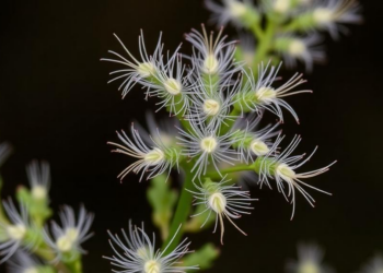 Scientists Uncover the Genetic Switch Behind Mugwort’s Silvery Armor of T-Shaped Hairs