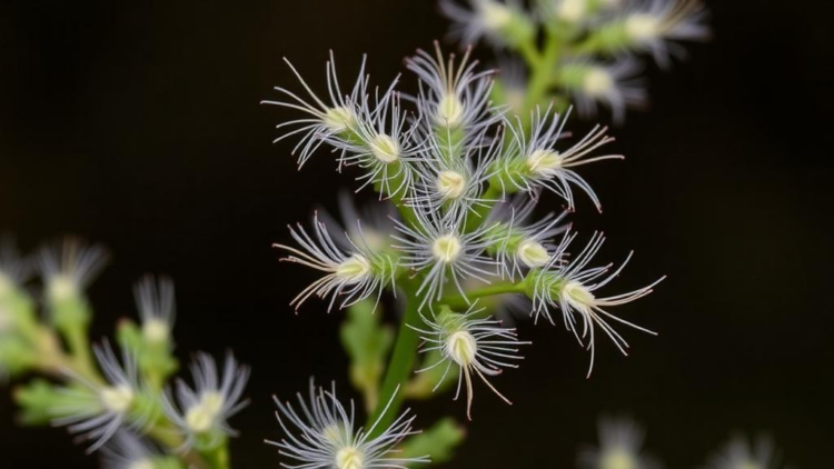 Scientists Uncover the Genetic Switch Behind Mugwort’s Silvery Armor of T-Shaped Hairs