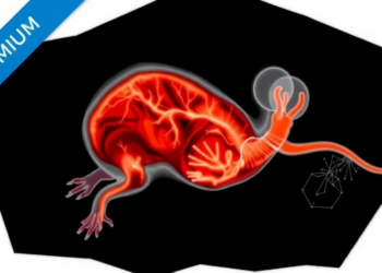 From Birth to Adulthood: First Strain-Based Map of the Developing Mouse Heart