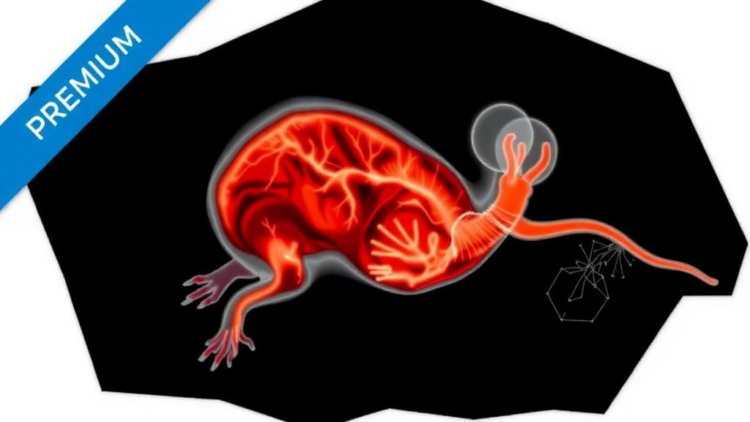 From Birth to Adulthood: First Strain-Based Map of the Developing Mouse Heart