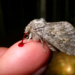 Vampire moths: a lifetime of night observations reveals how Calyptra drinks blood