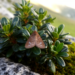 Alpine leaf-mining moth found on Alpenrose points to ancient postglacial host shift