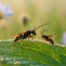 Two Males, One Female: Rare Triplet Mating Observed in a Swiss Parasitoid Wasp
