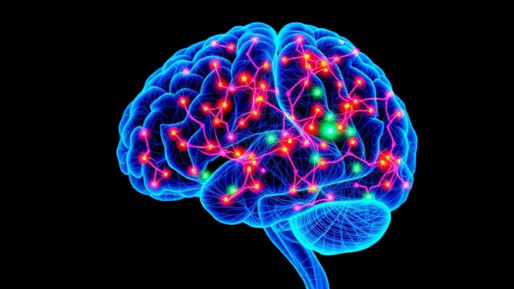 Single-Cell Map Reveals How the Epileptic Brain Rewires Its Connections