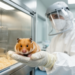 Transgenic hamster model recreates New World hemorrhagic fever infection