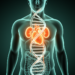 Genetic evidence challenges the obesity paradox in cardiovascular-kidney-metabolic disease