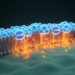 How the STIM1 protein and store-operated calcium entry shape health and disease