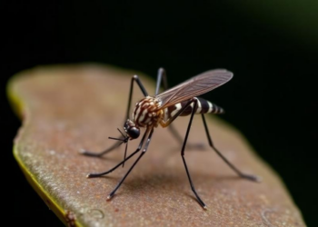 Hidden Wolbachia Patterns in Hawaiian Mosquitoes Could Shape Future Virus Control