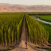 Census of 16,250 poplar plantations maps Iran’s wood heartland