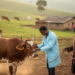 Bovine tuberculosis infects nearly 8 percent of Ethiopia’s cattle, review finds