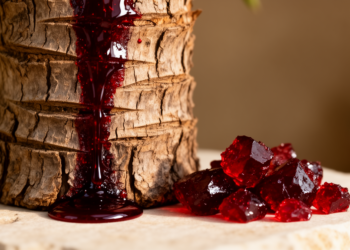 Dragon’s Blood Resin Shows Preclinical Promise for Protecting Post-Stroke Memory