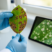 AI Learns to Read the Fine Print of Bacterial and Fungal Leaf Disease