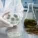 Seaweed Extract Shows Strongest Lab Activity Against Mycotoxin-Producing Fungus
