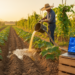 CFD and field trials pinpoint optimal biogas slurry mixing and irrigation for Chinese yam