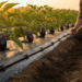 Plastic mulch reliably boosts brinjal yields, but drip irrigation pays off only in some soils
