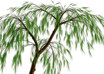 Ancient Willow Relative Yields Secrets of a Master Gene Family That Builds Plants