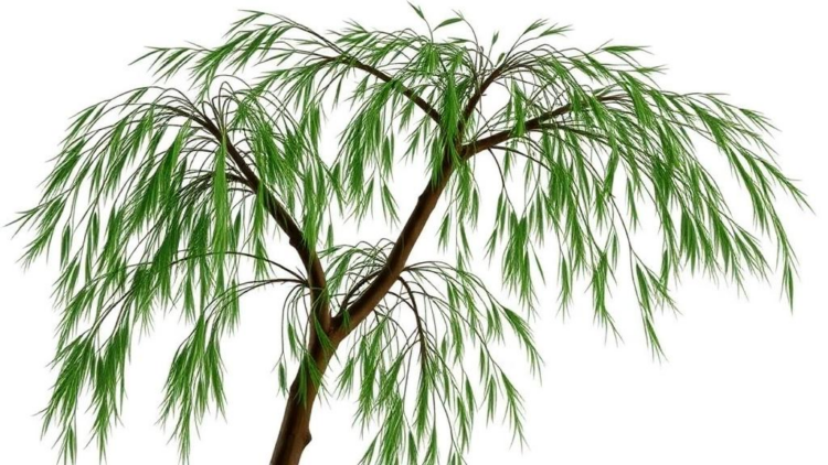Ancient Willow Relative Yields Secrets of a Master Gene Family That Builds Plants