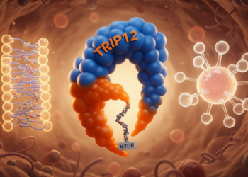E3 Ligase TRIP12 Drives Protein Synthesis and Tumour Growth Through mTOR Pathway